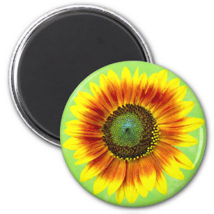 Sonnenblumen Gelb und Grüner Blumengarten Magnet