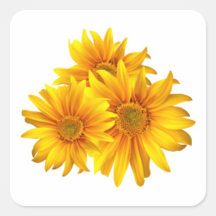 Sonnenblumen Gelbe Blumen Ländliche Sommerhochzeit Quadratischer Aufkleber