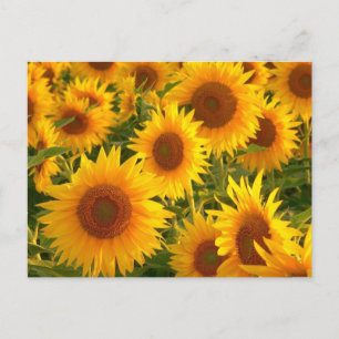 Sonnenblumen Gelbe Blüten - Danke, Liebe Postkarte