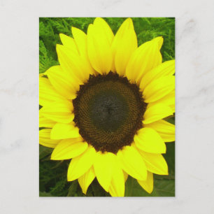 Sonnenblumen Gelbe und Grüne Blumen Postkarte