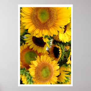 Sonnenblumen Gelber Hauch von Glück Poster