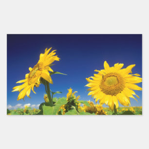 Sonnenblumen (Helianthus Annuus), bei Senekal Rechteckiger Aufkleber