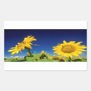 Sonnenblumen (Helianthus Annuus), in der Nähe von Rechteckiger Aufkleber
