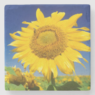 Sonnenblumen (Helianthus Annuus), in der Nähe von Steinuntersetzer