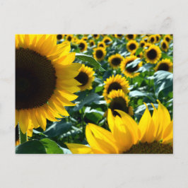 Sonnenblumen (Himawari): Japan Postkarte