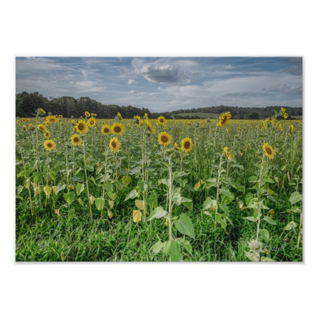 "Sonnenblumen Himmel" Fotografie (Vorne)