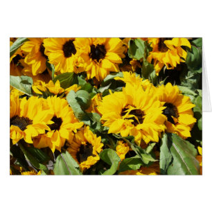 Sonnenblumen im Dutzend