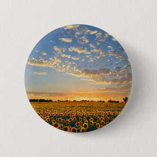 Sonnenblumen im Sonnenuntergang Button