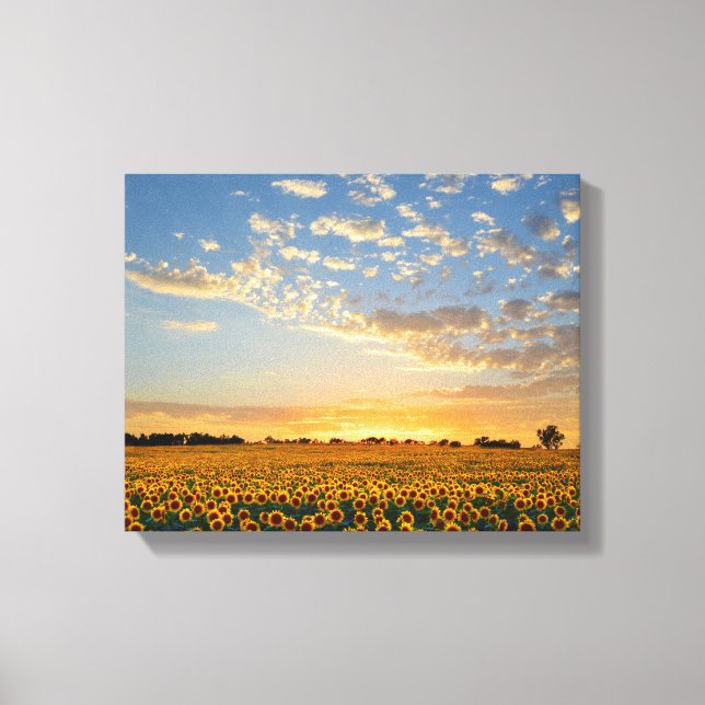 Sonnenblumen im Sonnenuntergang Leinwanddruck (Vorderseite)