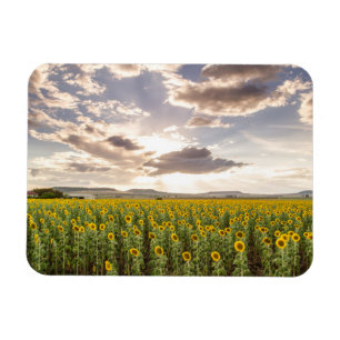 Sonnenblumen im Sonnenuntergang Magnet