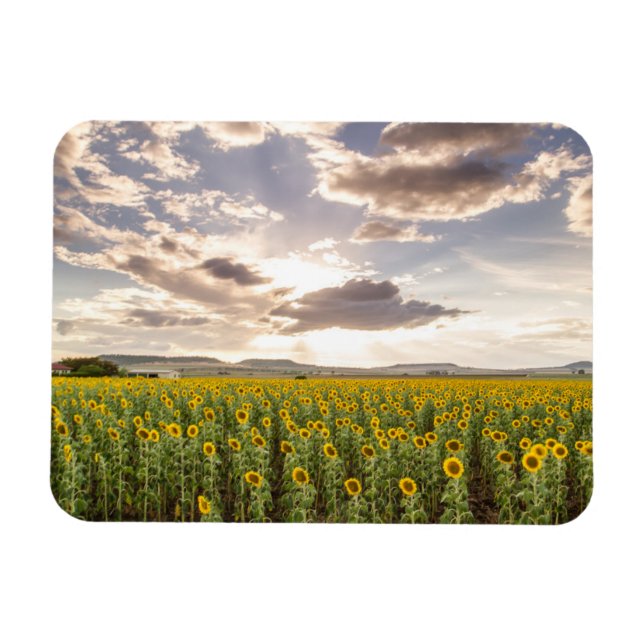 Sonnenblumen im Sonnenuntergang Magnet (Horizontal)