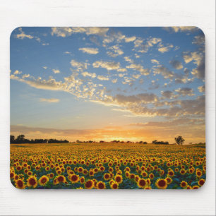 Sonnenblumen im Sonnenuntergang Mousepad