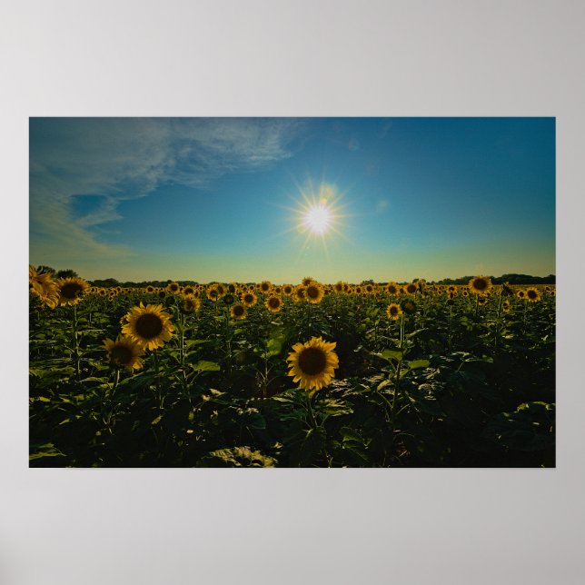 Sonnenblumen im Sonnenuntergang Poster (Vorne)