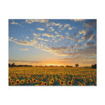 Sonnenblumen im Sonnenuntergang