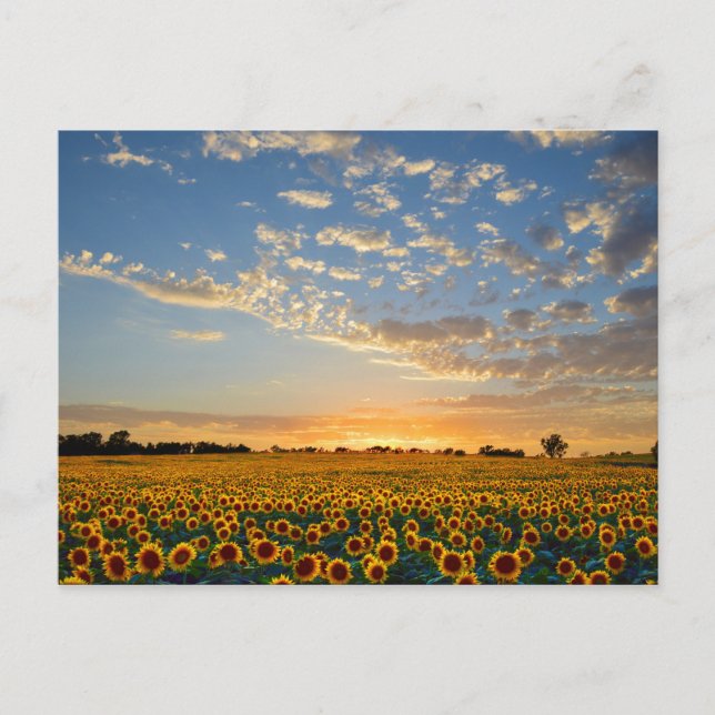 Sonnenblumen im Sonnenuntergang Postkarte (Vorderseite)