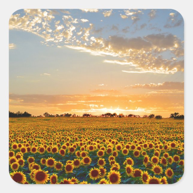 Sonnenblumen im Sonnenuntergang Quadratischer Aufkleber (Vorderseite)