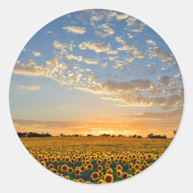 Sonnenblumen im Sonnenuntergang Runder Aufkleber (Vorderseite)