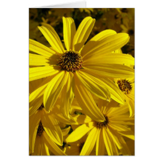 Sonnenblumen im Zoo