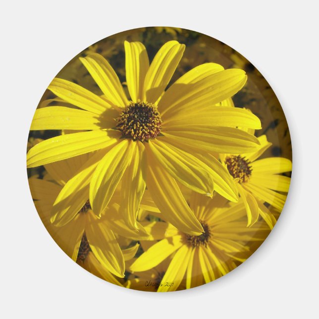 Sonnenblumen im Zoo Magnet (Vorne)