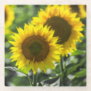 Sonnenblumen in Blüte Glasuntersetzer
