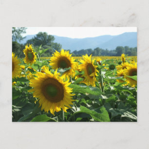 Sonnenblumen in den Bergen Postkarte