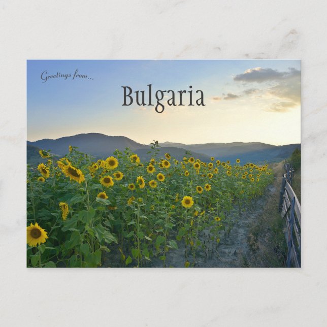 Sonnenblumen in Devin Bulgarien Postkarte (Vorderseite)