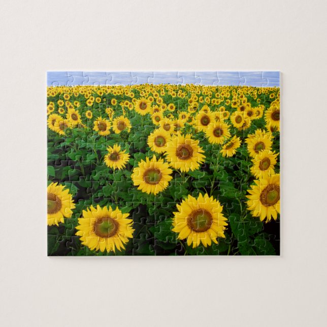 Sonnenblumen in Fargo, nördlich von Dakota (Horizontal)