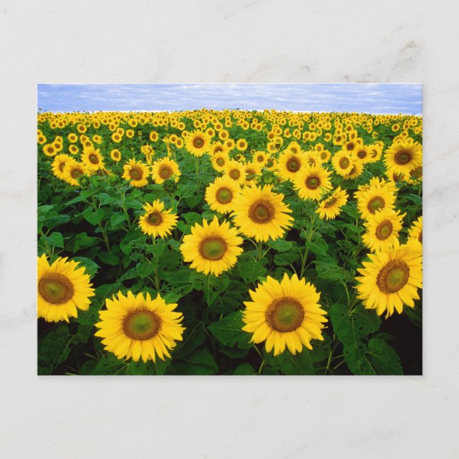 Sonnenblumen in Fargo, nördlich von Dakota Postkarte (Vorderseite)