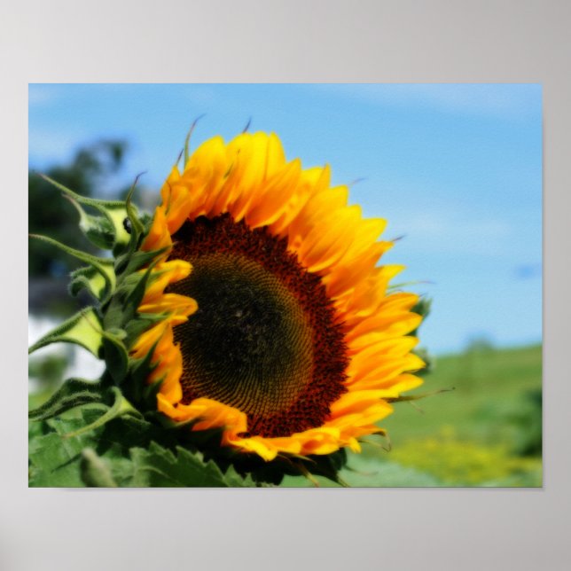 Sonnenblumen in Sunshine Blume Orton Wirkung Poster (Vorne)