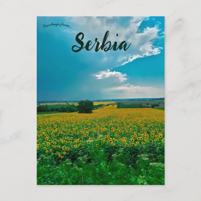 Sonnenblumen in Žabari Serbien Postkarte (Vorderseite)