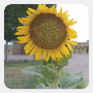 Sonnenblumen Kunst Druck Quadratischer Aufkleber