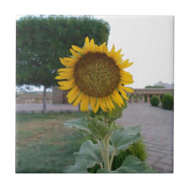 Sonnenblumen-Kunstposter Fliese (Vorderseite)