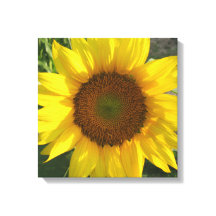 Sonnenblumen-Leinwanddruck gespannt