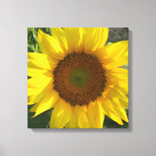 Sonnenblumen-Leinwanddruck gespannt Leinwanddruck