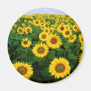 Sonnenblumen Magnet