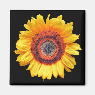 SONNENBLUMEN MAGNET