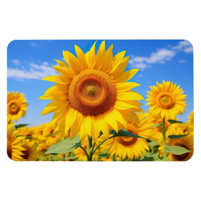 Sonnenblumen Magnet (Horizontal)