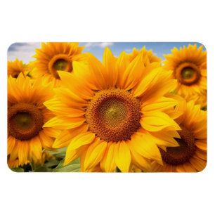 Sonnenblumen Magnet