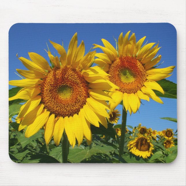 Sonnenblumen, Mausunterlage Mousepad (Vorne)