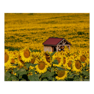 Sonnenblumen Morgen Poster