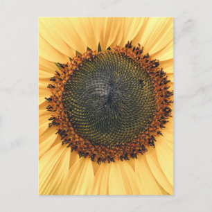 Sonnenblumen Nah-up Foto Postkarte