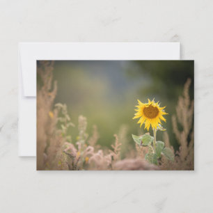 Sonnenblumen-Natur-Fotokarte