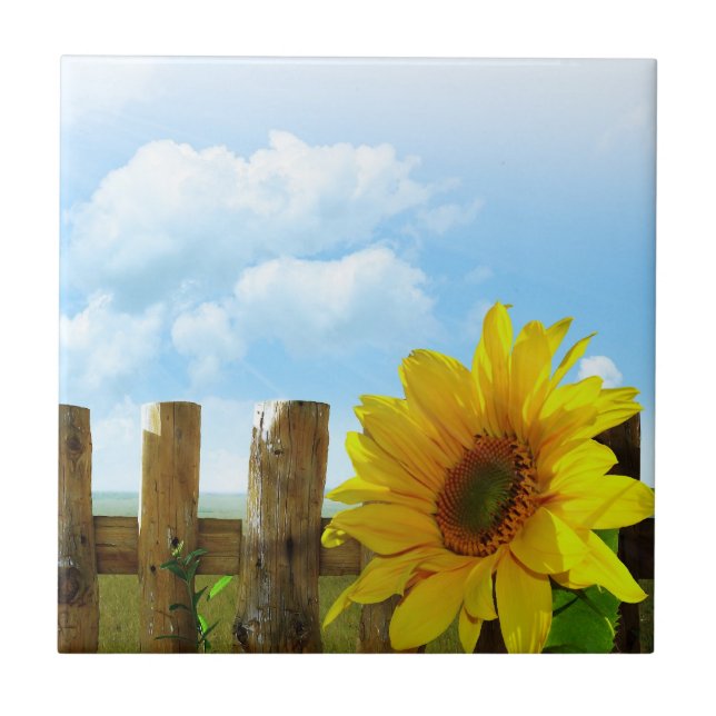 Sonnenblumen Natur Schönheit Fliese (Vorderseite)
