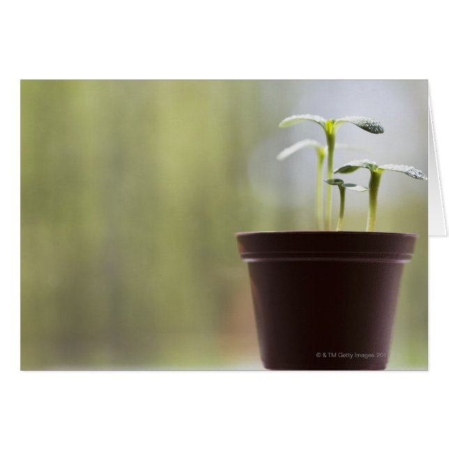 Sonnenblumen-Pflanze sprießen im Topf (Vorderseite (Horizontal))