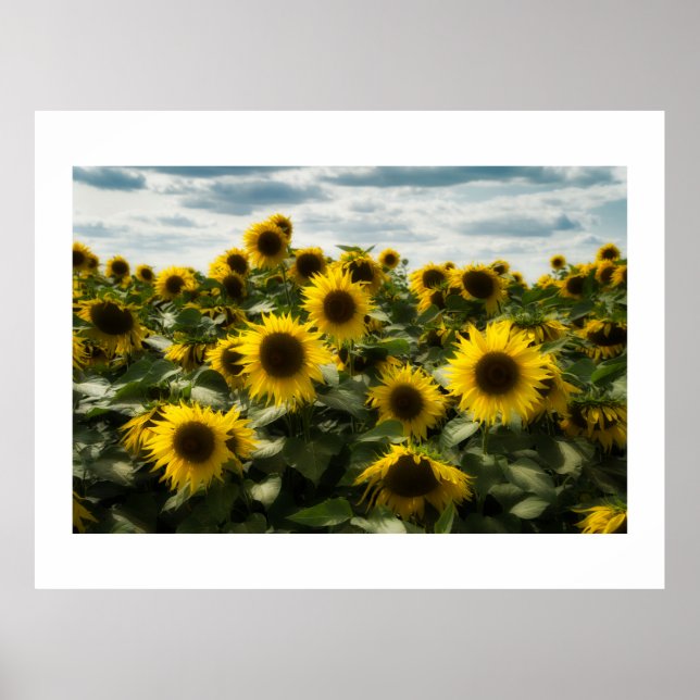 Sonnenblumen Poster (Vorne)