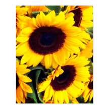 Sonnenblumen