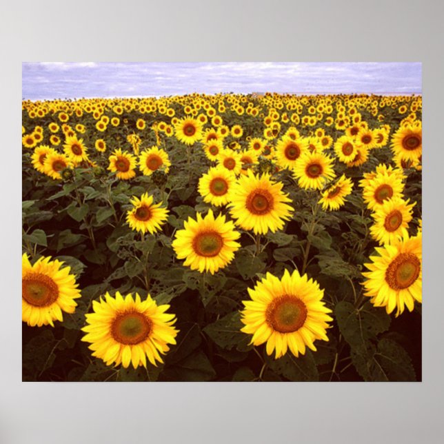 Sonnenblumen Poster (Vorne)