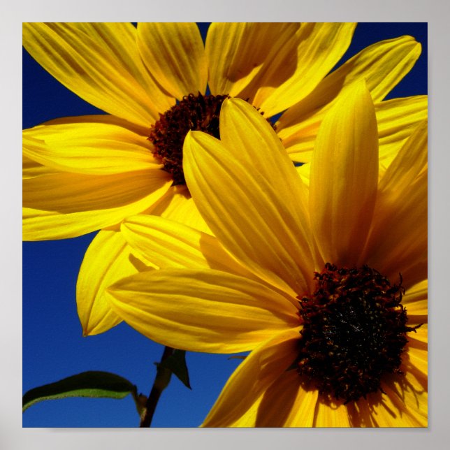 Sonnenblumen Poster (Vorne)