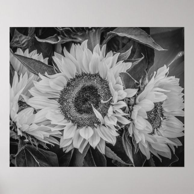 Sonnenblumen Poster/Print Poster (Vorne)