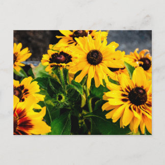 Sonnenblumen Postkarte